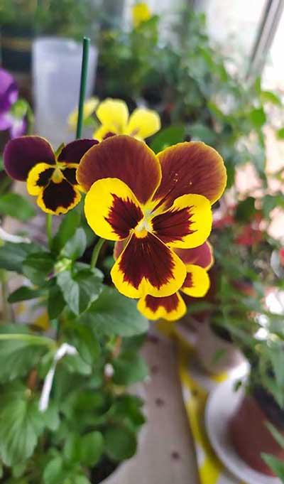 冬季适合养什么花