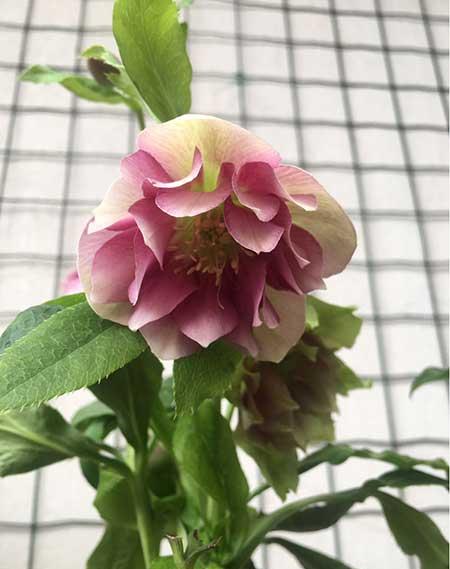 冬季适合养什么花