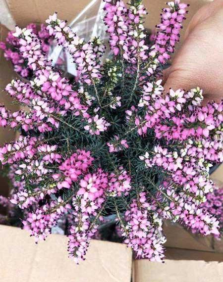 冬季适合养什么花