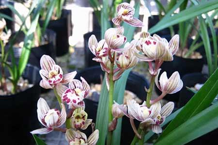 东北户外适合养什么花