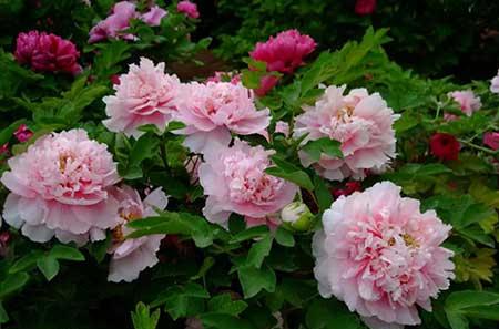 东北户外适合养什么花