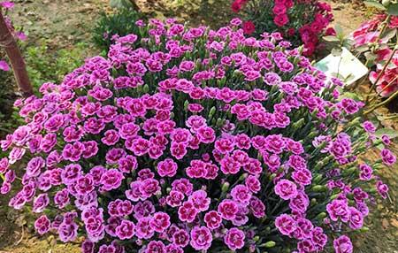 东北户外适合养什么花