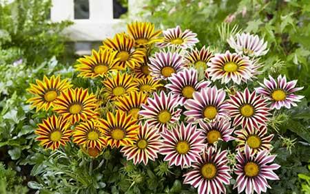 东北户外适合养什么花