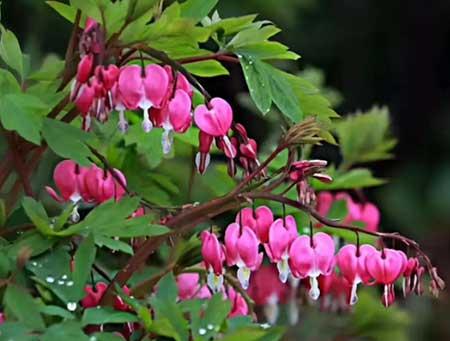 东北户外适合养什么花