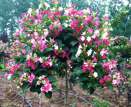 东北户外适合养什么花