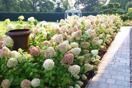 东北户外适合养什么花