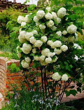 东北户外适合养什么花