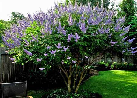 东北户外适合养什么花