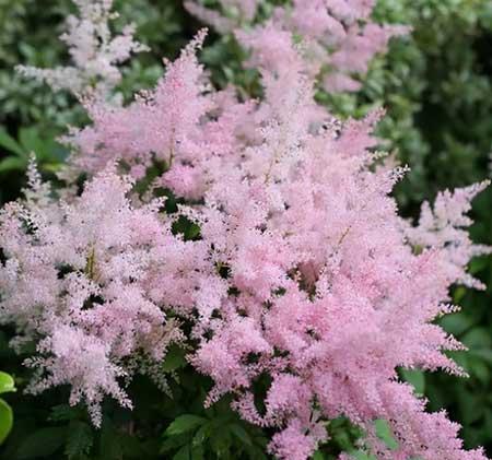 东北户外适合养什么花