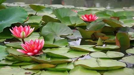 东北户外适合养什么花