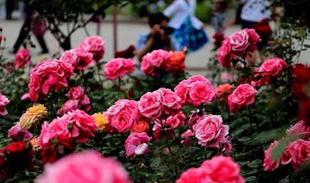 东北户外适合养什么花