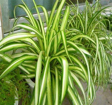 吊兰绿植怎么养