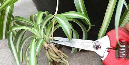 吊兰绿植怎么养