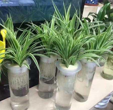 吊兰绿植怎么养