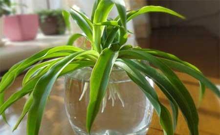 吊兰绿植怎么养