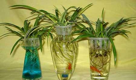 吊兰绿植怎么养