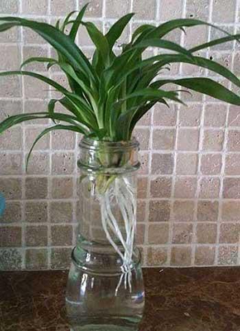 吊兰绿植怎么养