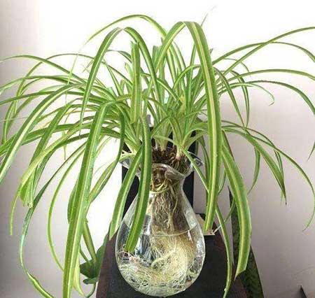 吊兰绿植怎么养