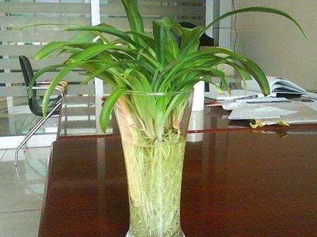 吊兰绿植怎么养