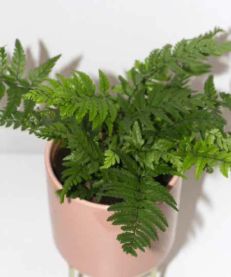 电脑绿植养什么