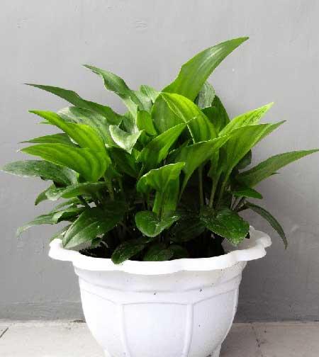 电脑绿植养什么