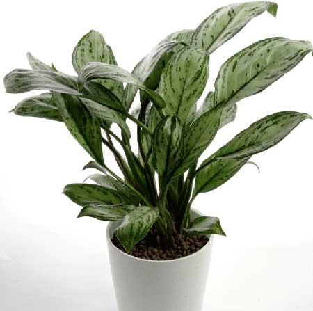 电脑绿植养什么