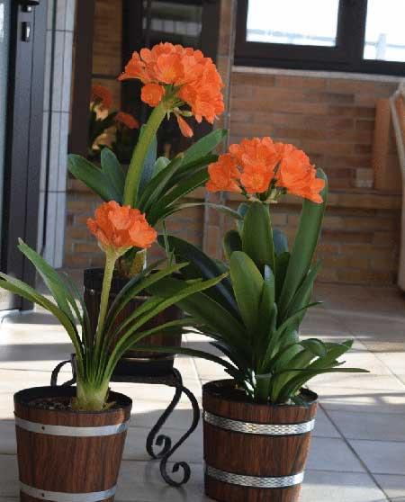 电脑绿植养什么