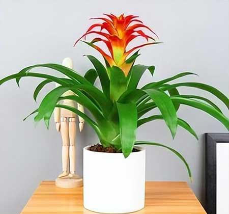 电脑绿植养什么