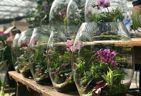 大陶粒适合养什么花