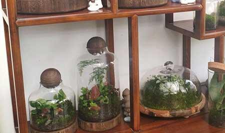 大陶粒适合养什么花