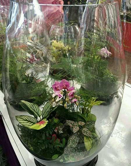 大陶粒适合养什么花