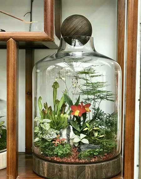 大陶粒适合养什么花