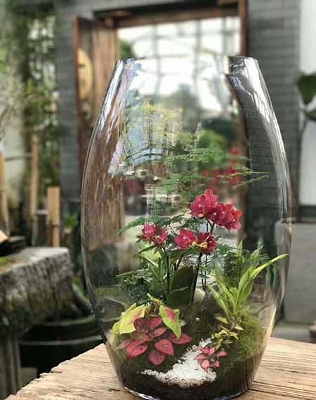 大陶粒适合养什么花