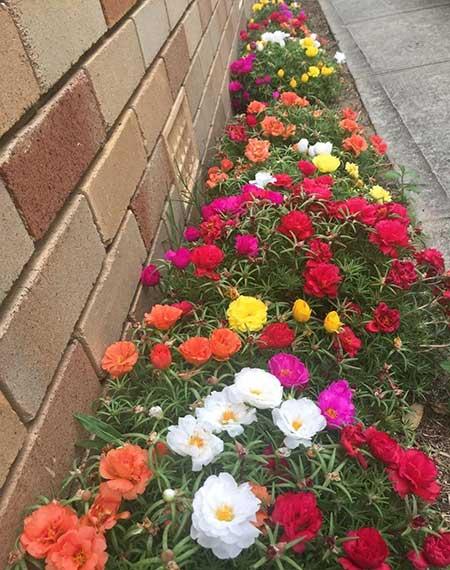 春夏适合养的花