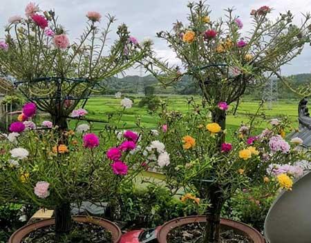 春夏适合养的花