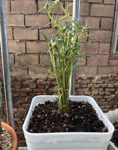 春夏适合养的花