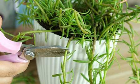 春夏适合养的花