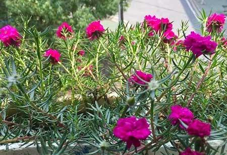 春夏适合养的花