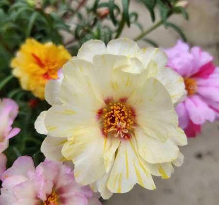 春夏适合养的花