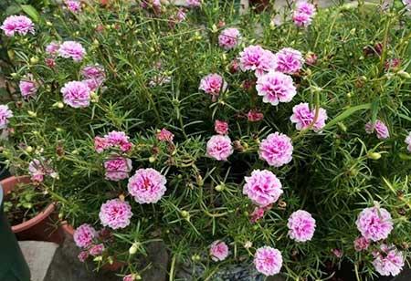 春夏适合养的花