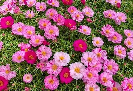 春夏适合养的花