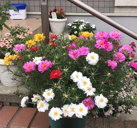 春夏适合养的花