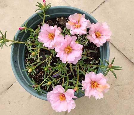 春夏适合养的花