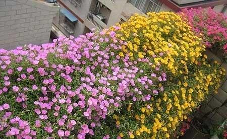 春夏适合养的花