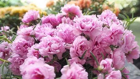 春夏适合养的花