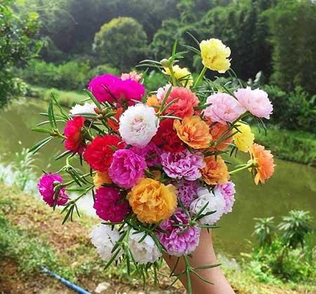 春夏适合养的花