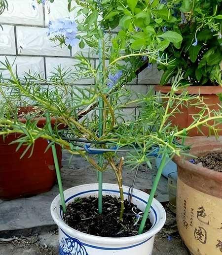 春夏适合养的花