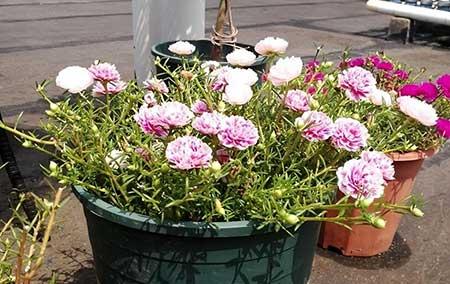 春夏适合养的花