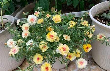 春夏适合养的花