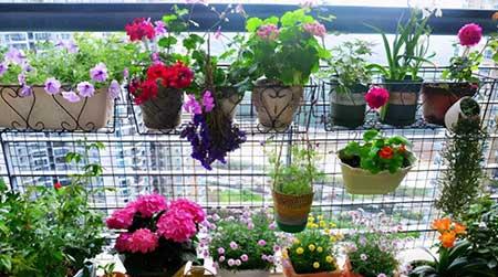 常养的绿植有哪些